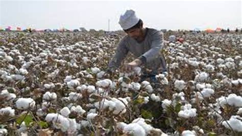 Xinjiang cotton backlash